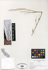 Herbarium sheet of 